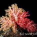 coral_soft_ni_h_0705_png1615.jpg